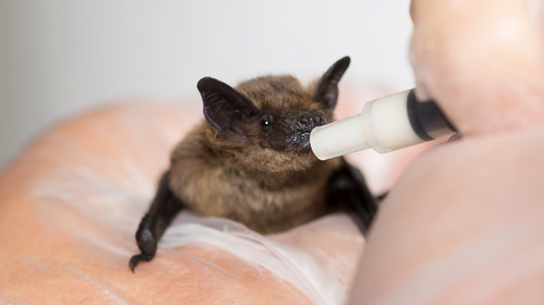 une chauve-souris biberonnée par Panse-bêtes