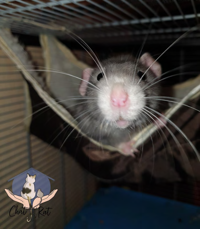 un rat de l'association Chat’K’Rat