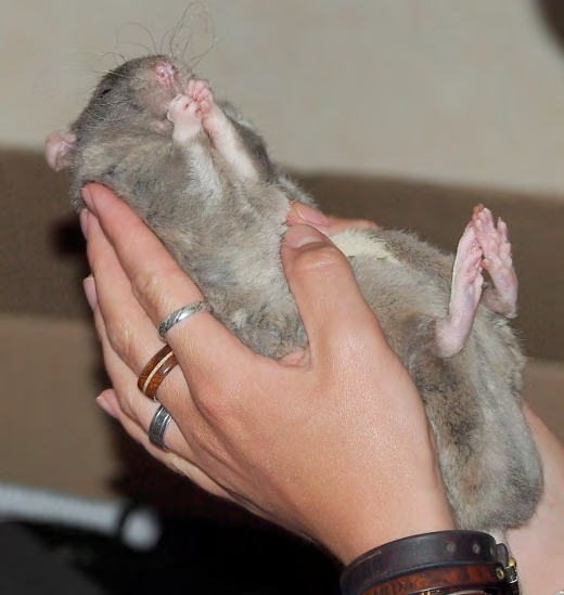 un rat Shita pas du tout stressé