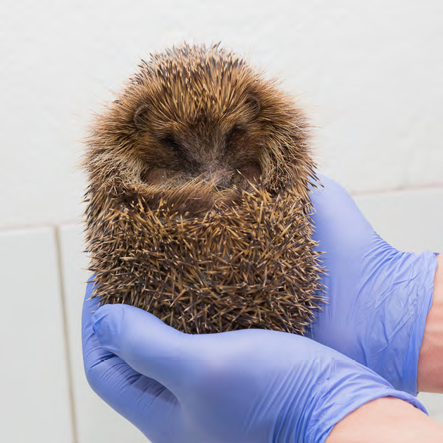 hérisson recueilli par Panse-bêtes