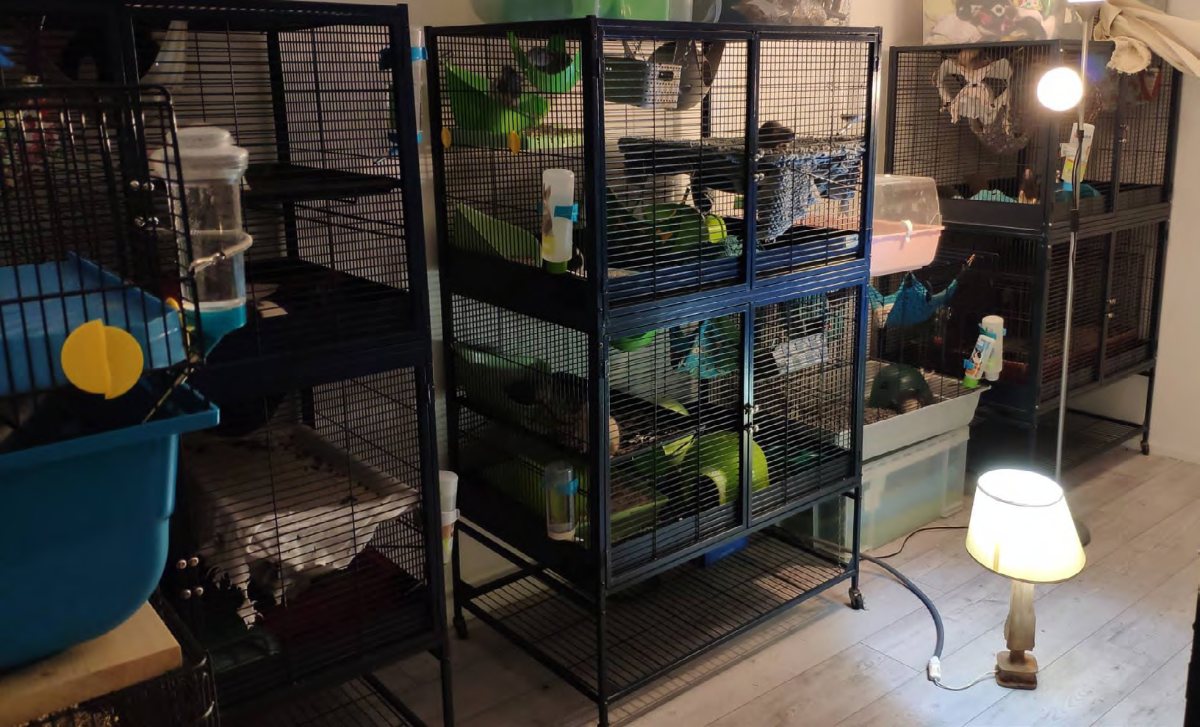 installations des animaux de l'association Larkencielle