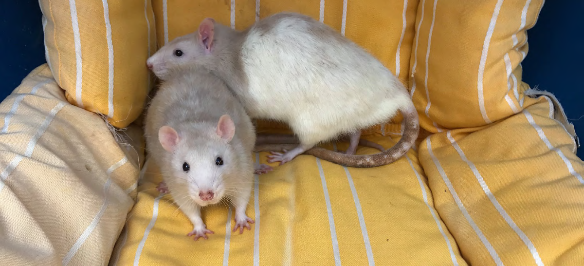 des rats pris en charge par l'association