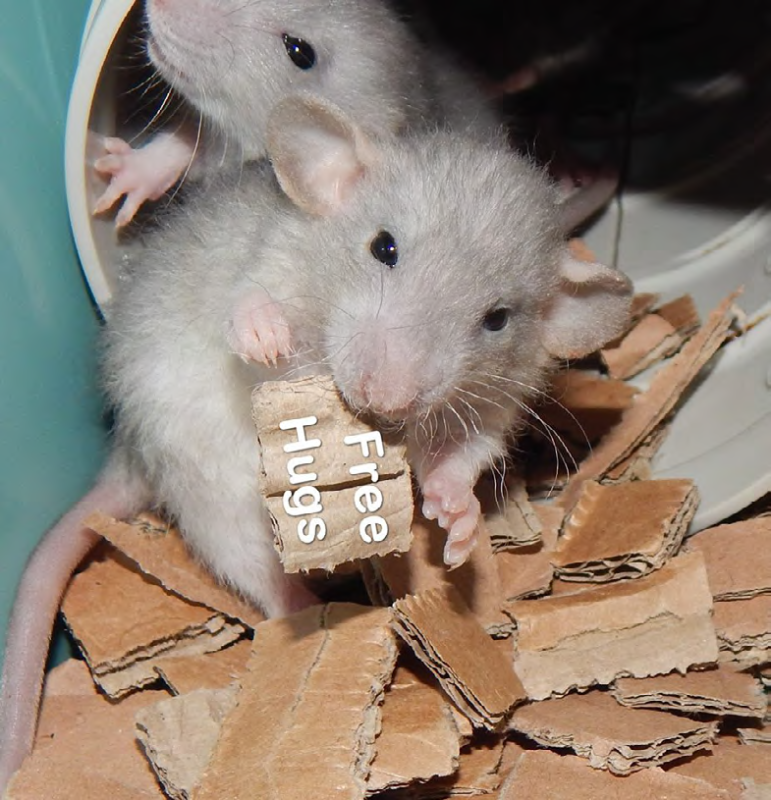 Les ratons aiment le carton. (Photo : Tsukina)