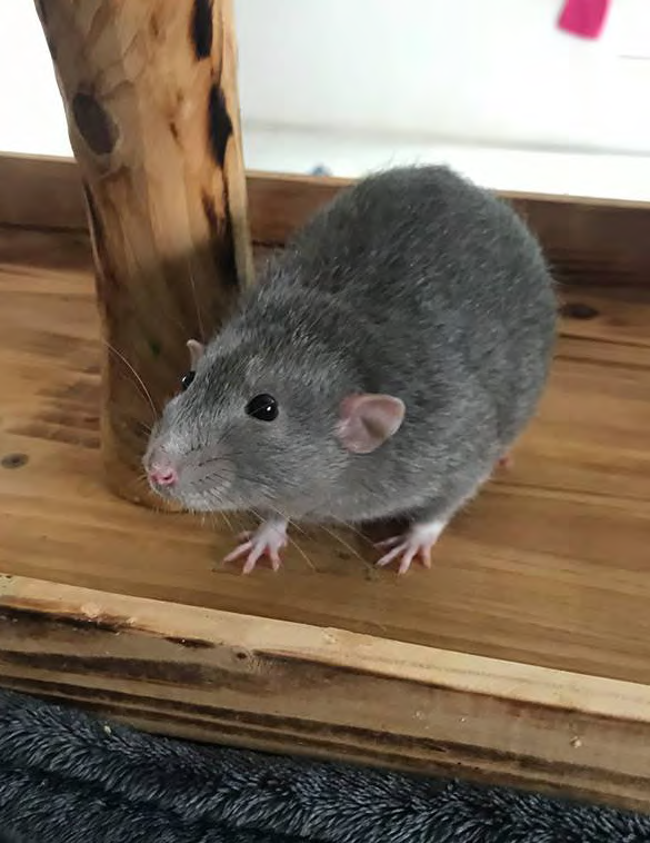 Photo d'un rat de l'association Un Toit pour un Rongeur