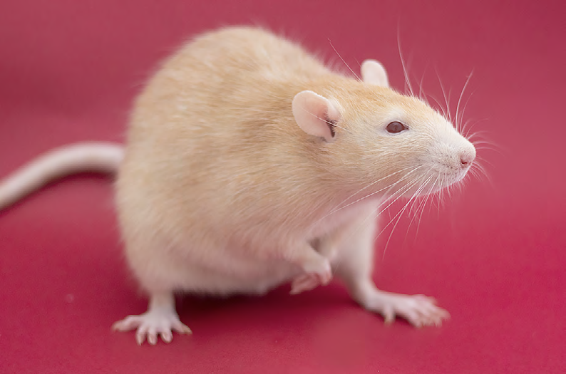 un rat issu de chez Becaria