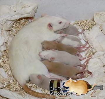 une portée à la raterie les rats alcooliques