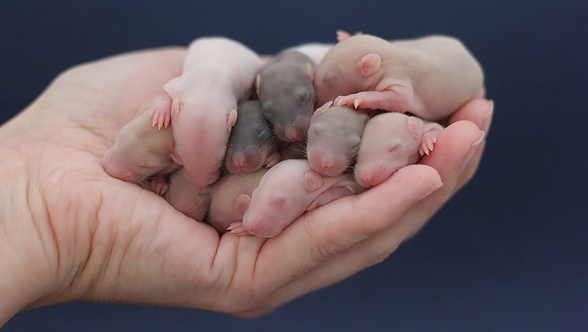 une portée de ratons dans le creux de la main