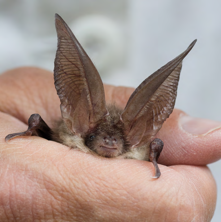 chauve-souris au refuge Panse-bêtes