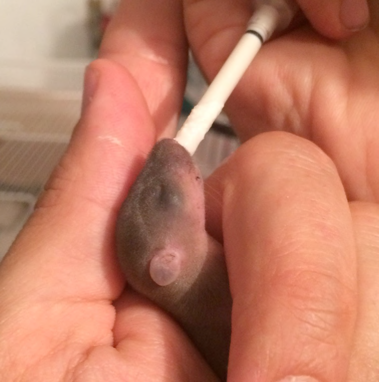 un raton nourri à la seringue par Panse-bêtes