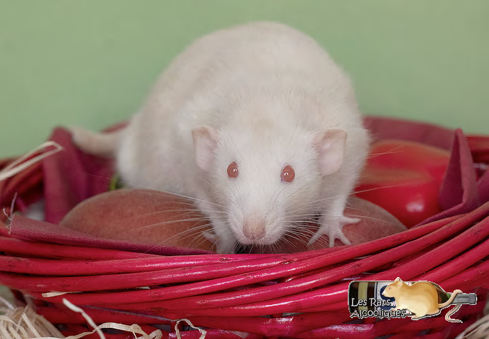 un rat issu de la raterie Les Rats Alcooliques
