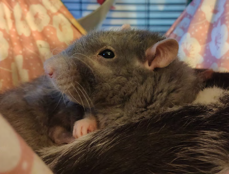 un des pensionnaires de l'association Larkencielle