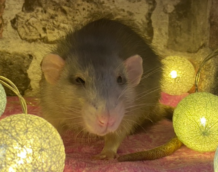 Capture d’écran 2022-10-22 à 23.19.04.png