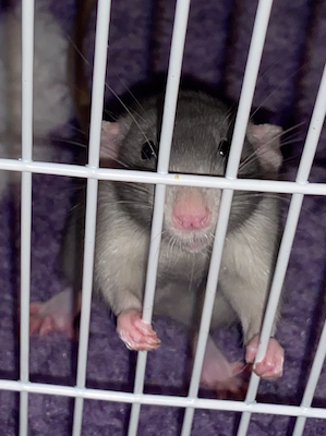 Capture d’écran 2022-10-22 à 23.15.30.png