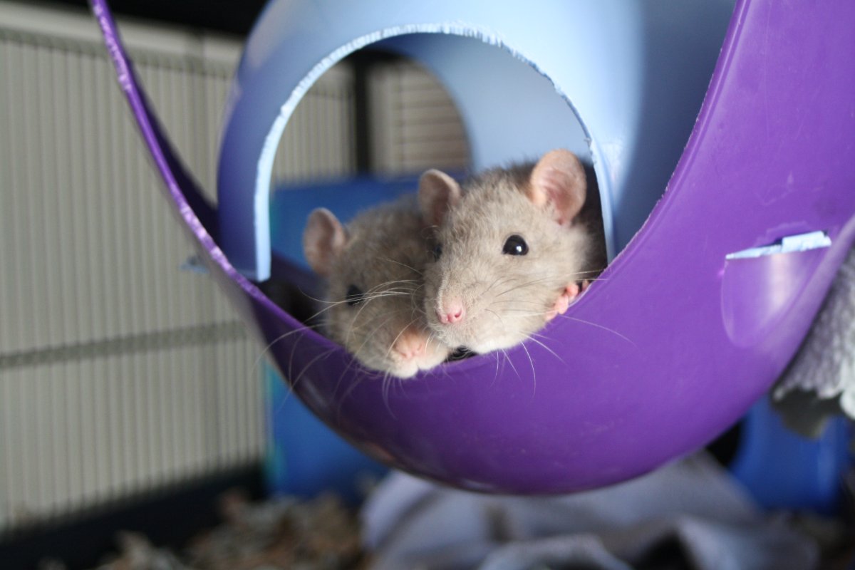 De bonnes fêtes de la part du Courts of Chaos! - Page 6 IMG_6513.JPG.8ced5ba8e6a6e444431036dc0dc62d6a