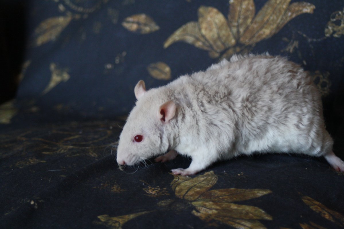 De bonnes fêtes de la part du Courts of Chaos! - Page 6 IMG_6541.JPG.8107dad044fa7855cdbef1fbc3e42f81