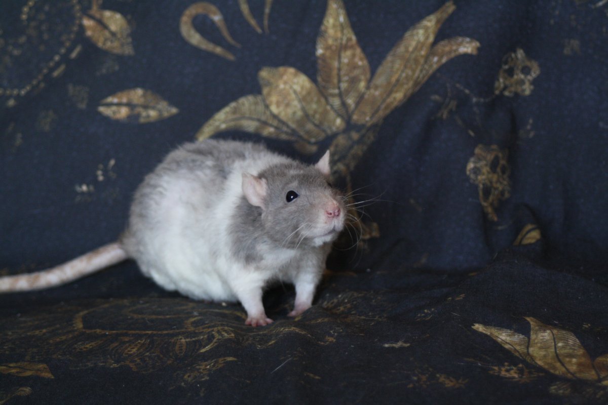 De bonnes fêtes de la part du Courts of Chaos! - Page 6 IMG_6552.JPG.8f5a988527022b7a724d1a19e69910f6