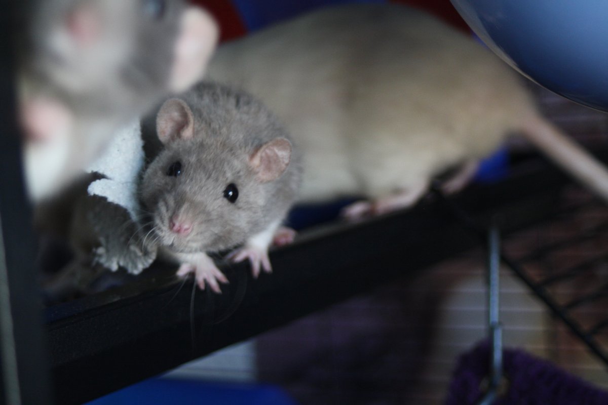 De bonnes fêtes de la part du Courts of Chaos! - Page 6 IMG_6572.JPG.86740d26e34b37b200b5efbf6be5069b