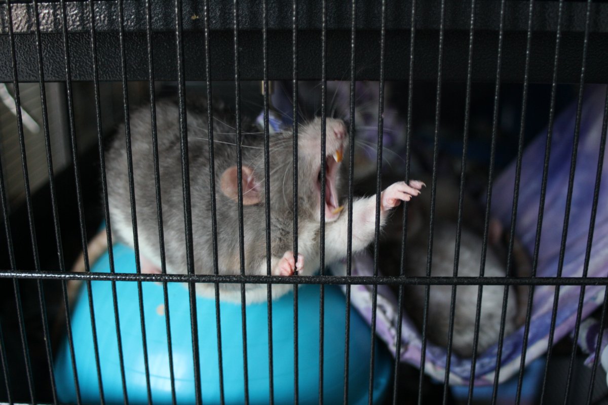 De bonnes fêtes de la part du Courts of Chaos! - Page 6 IMG_6624.JPG.53892c7afeb78c6bda00b3e3de70918d