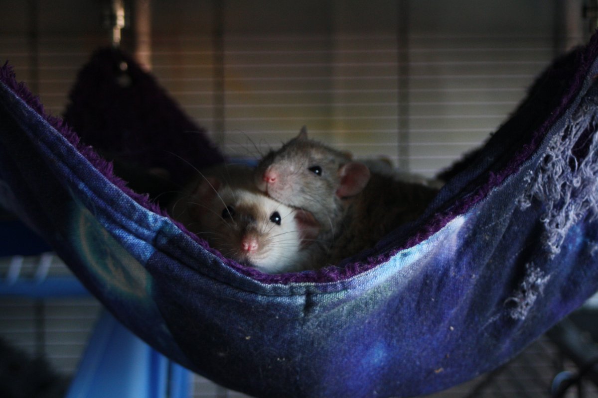 De bonnes fêtes de la part du Courts of Chaos! - Page 6 IMG_6926.JPG.31fe8deb5fa5e160595104523bf378d2