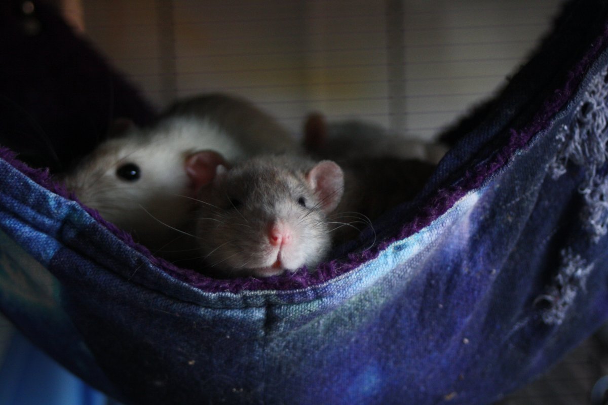 De bonnes fêtes de la part du Courts of Chaos! - Page 6 IMG_6933.JPG.1c1e2737f16f9175c6897ff061af7f74