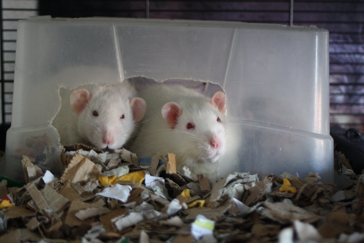 De bonnes fêtes de la part du Courts of Chaos! - Page 6 IMG_6969.JPG.9e4e6b85161879e1aee52053ab4992a9