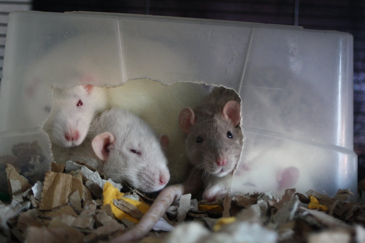 De bonnes fêtes de la part du Courts of Chaos! - Page 6 IMG_6982.JPG.ca1a1b1e701ae707dba0d31d3470be39