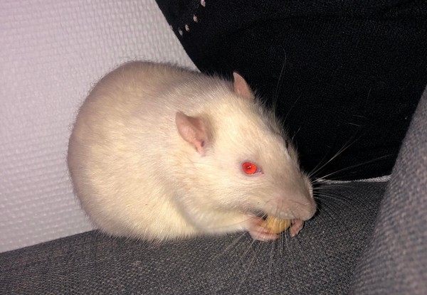 zygon2.jpg.dc1f231088aaeca0a390db380b291