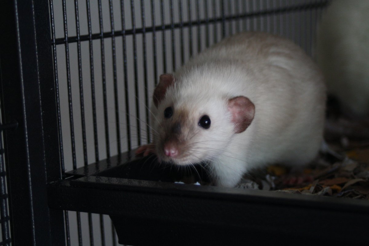 De bonnes fêtes de la part du Courts of Chaos! - Page 6 IMG_6922.JPG.d6e4ee152505c656e4b556c8725ae975