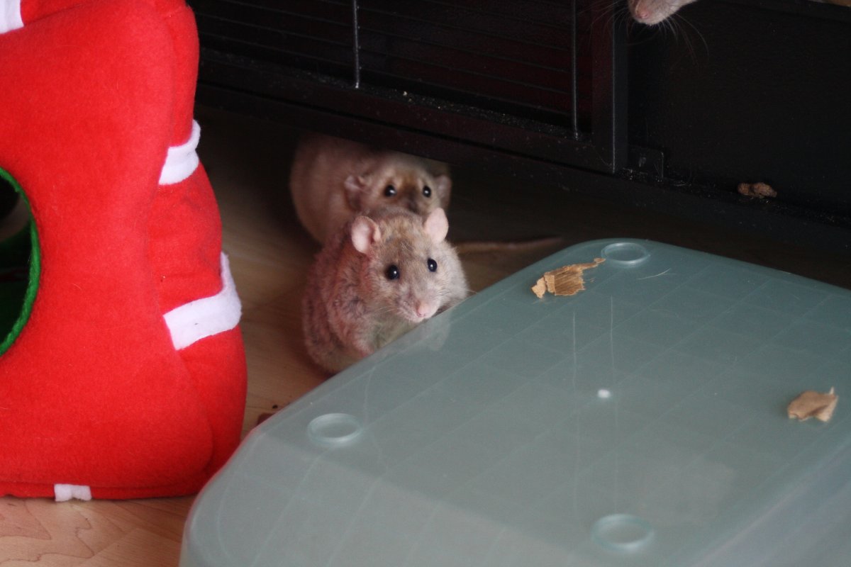 De bonnes fêtes de la part du Courts of Chaos! - Page 6 IMG_7614.JPG.5826eedd09b1100fa6e919470525ba54