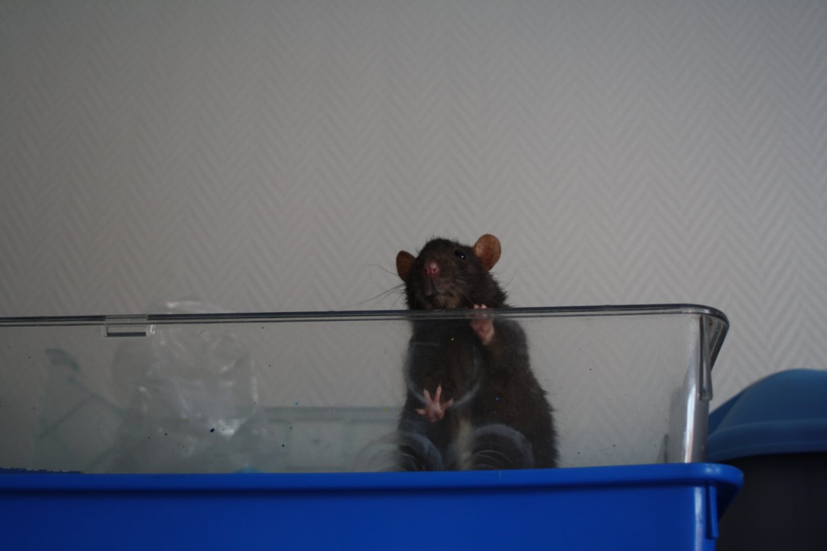 De bonnes fêtes de la part du Courts of Chaos! - Page 6 IMG_7722.JPG.6ef5eeb487743ca17efebefe99bf53f9