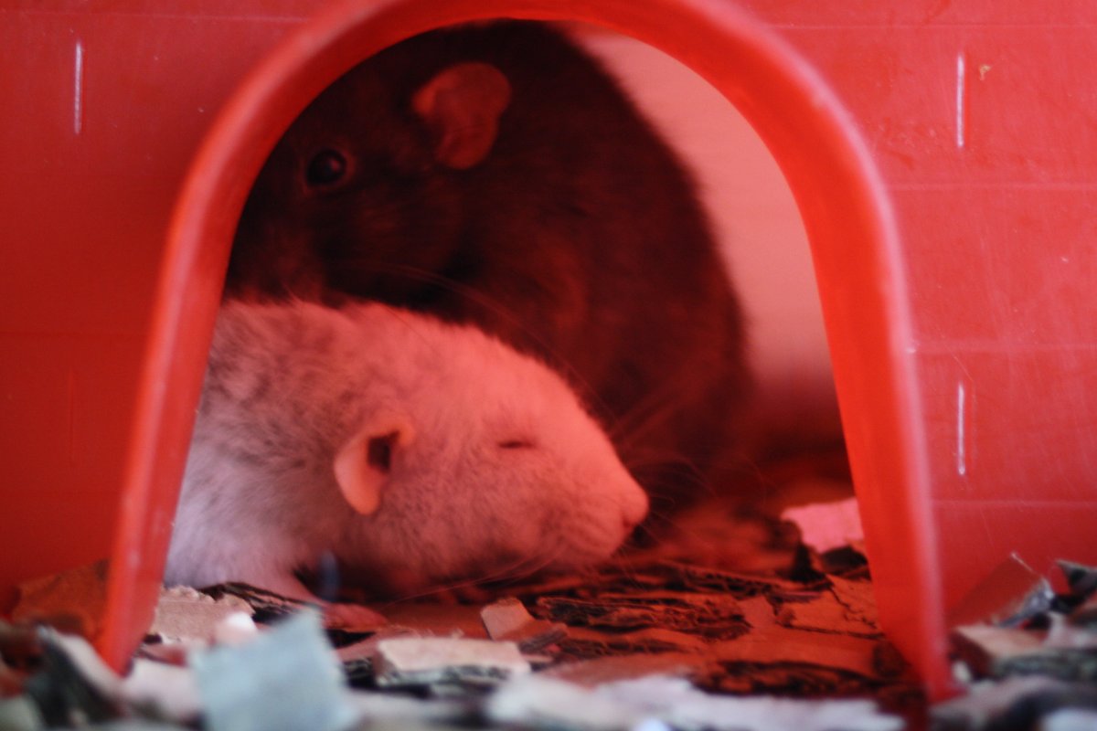 De bonnes fêtes de la part du Courts of Chaos! - Page 6 IMG_7761.JPG.e910c1daab6a228a492d5bc70ae6432a