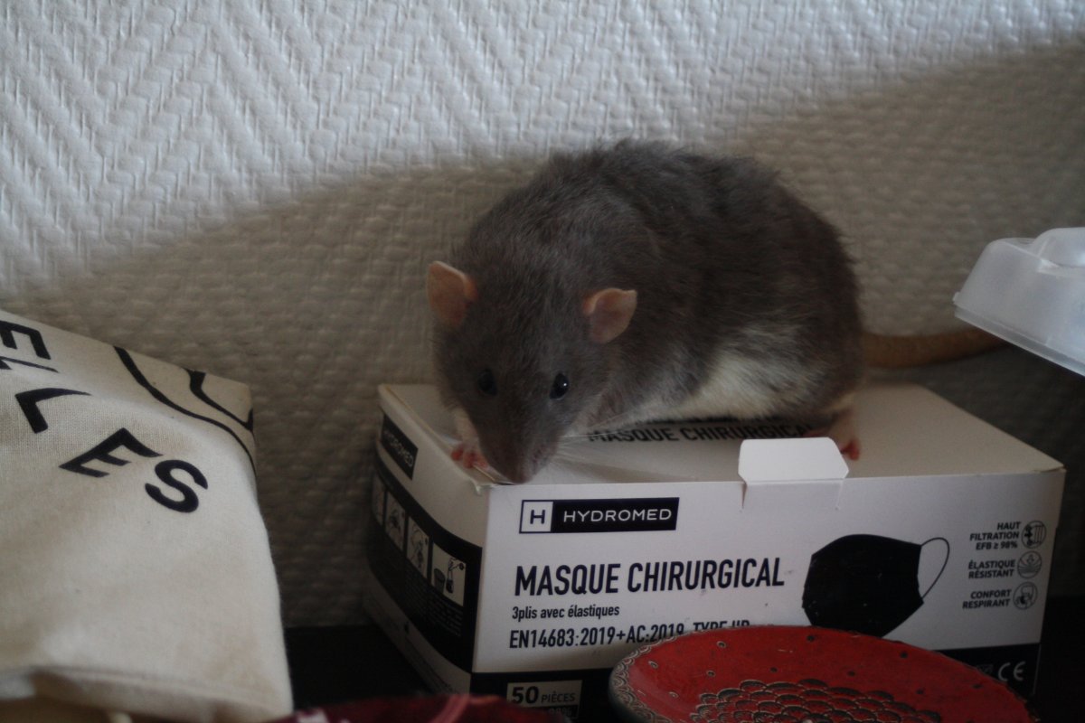 De bonnes fêtes de la part du Courts of Chaos! - Page 6 IMG_7785.JPG.7dcd3aa979300ad6ea9561941a456996