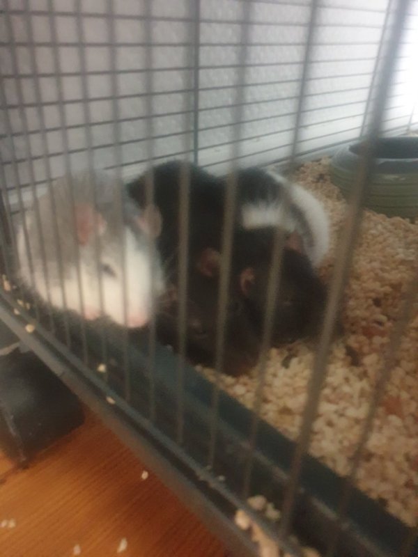 Ratounes.jpg.97396267276ab1d94216313bd68