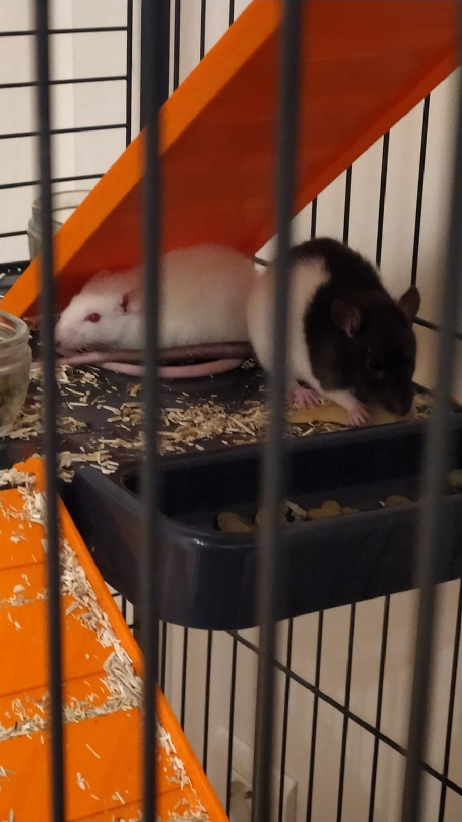 IMG-20221114-WA0005.jpg.3c362c9584f5c3c6