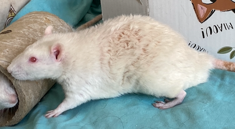 Capture d’écran 2024-06-04 à 16.28.25.png