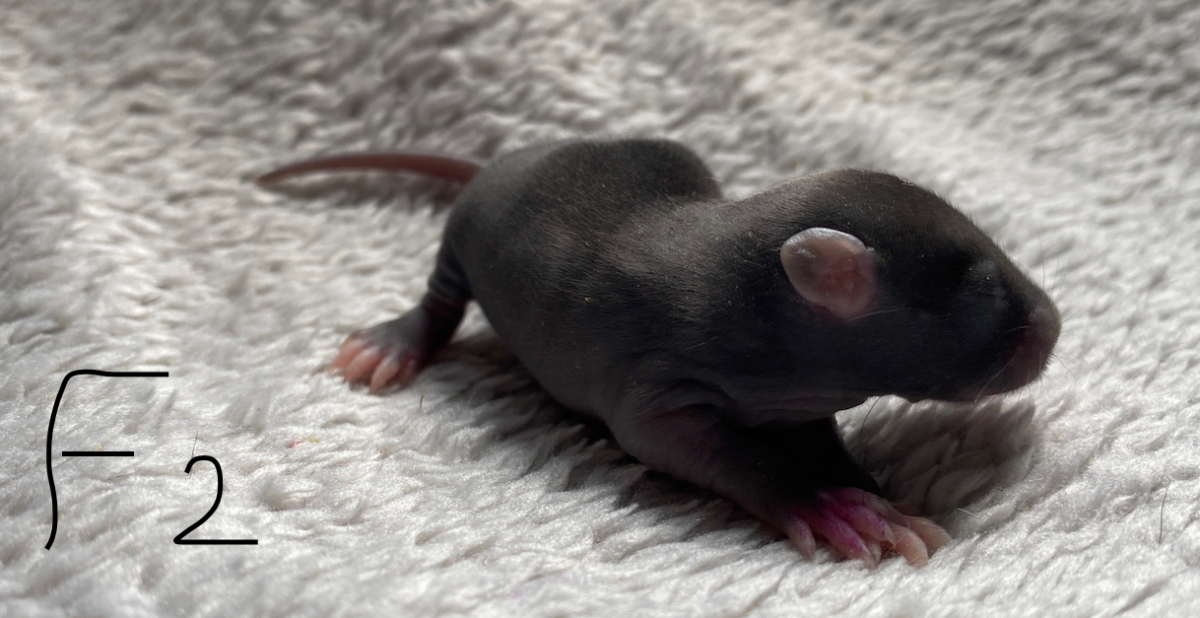 Capture d’écran 2024-06-06 à 16.04.07.png