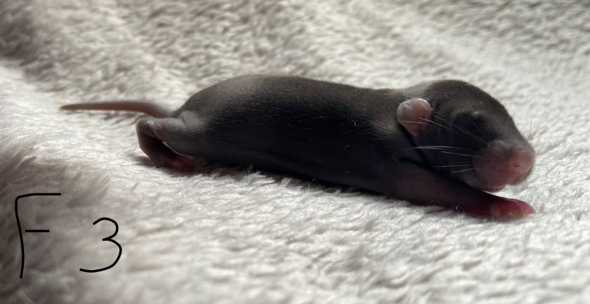 Capture d’écran 2024-06-06 à 16.06.24.png