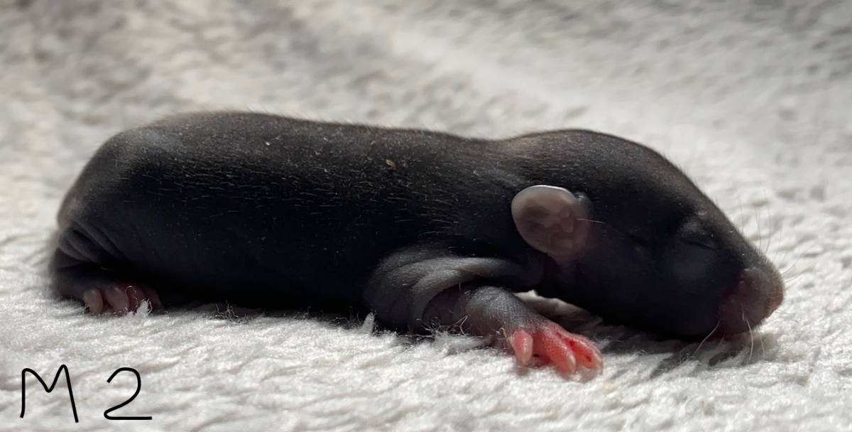 Capture d’écran 2024-06-06 à 17.07.36.png