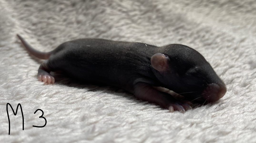 Capture d’écran 2024-06-06 à 17.09.31.png