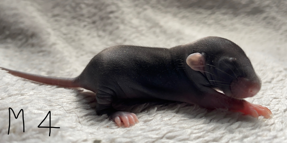 Capture d’écran 2024-06-06 à 17.11.19.png