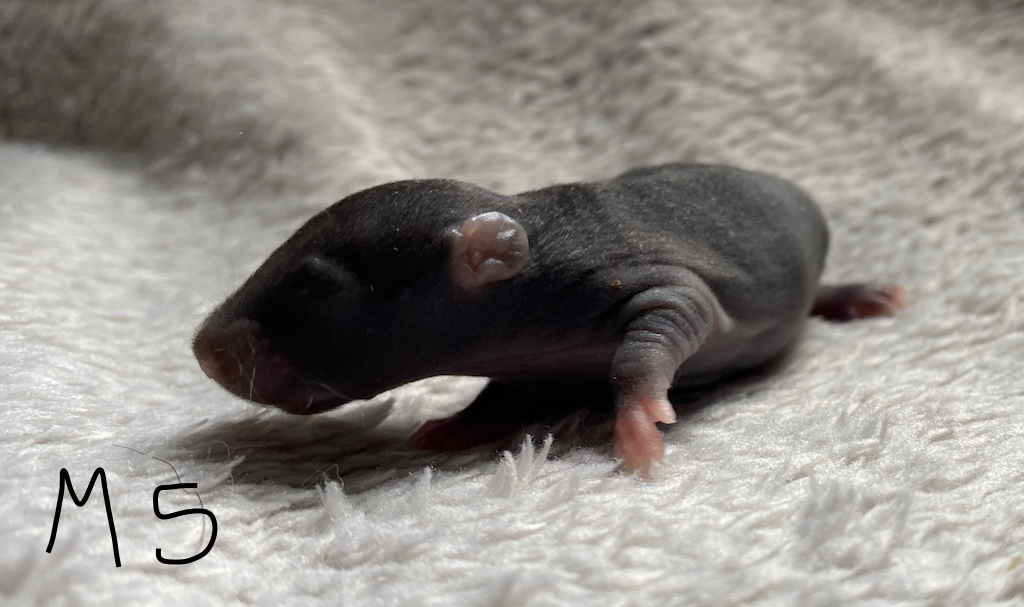 Capture d’écran 2024-06-06 à 17.13.37.png