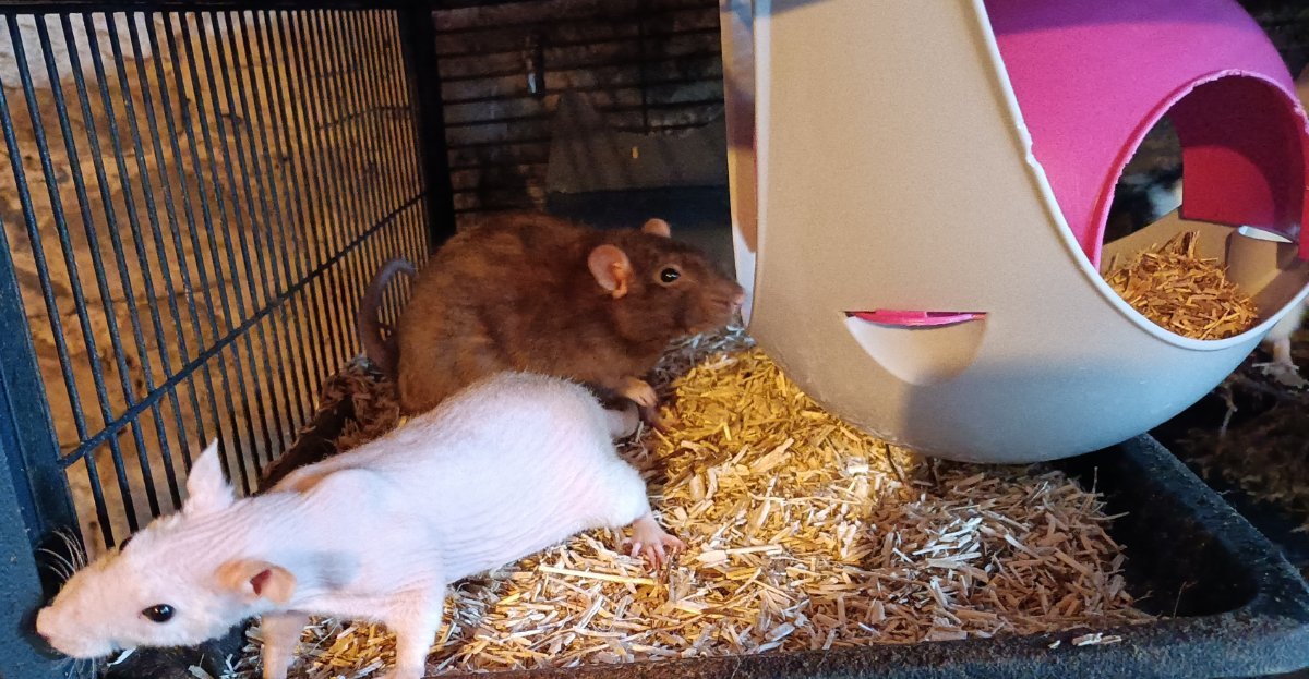 Ripley et twizzle.jpg