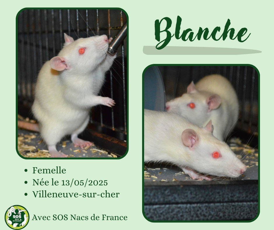 Blanche.jpg.525f2edabafac0728a9b37ea38cbd50d.jpg