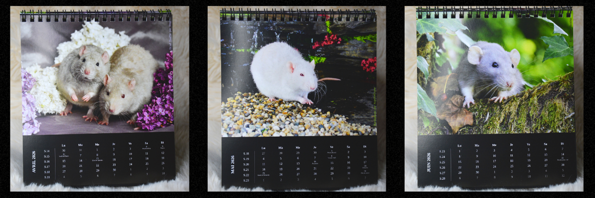 Copie de Sans titre.png