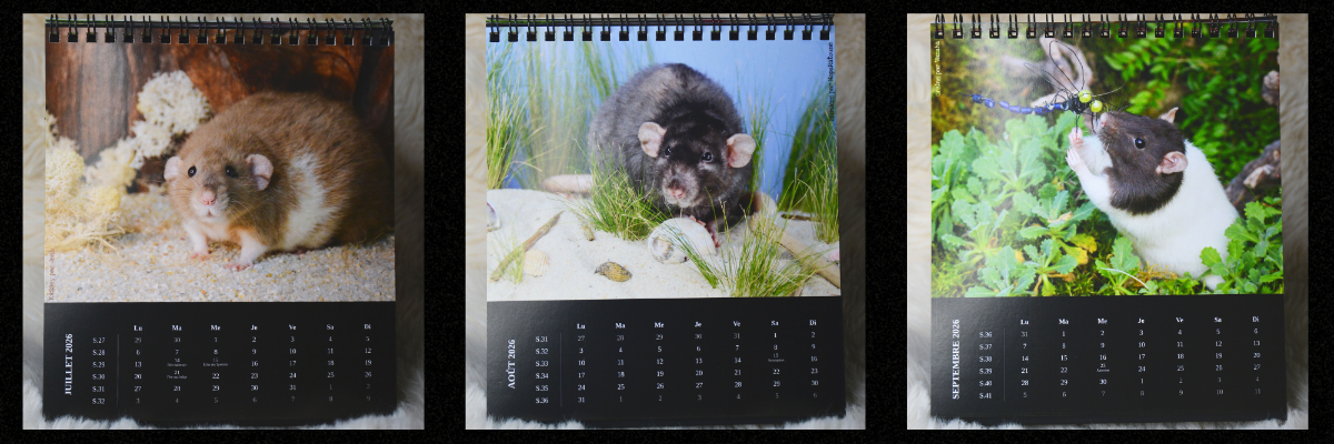 Copie de Sans titre 2.png