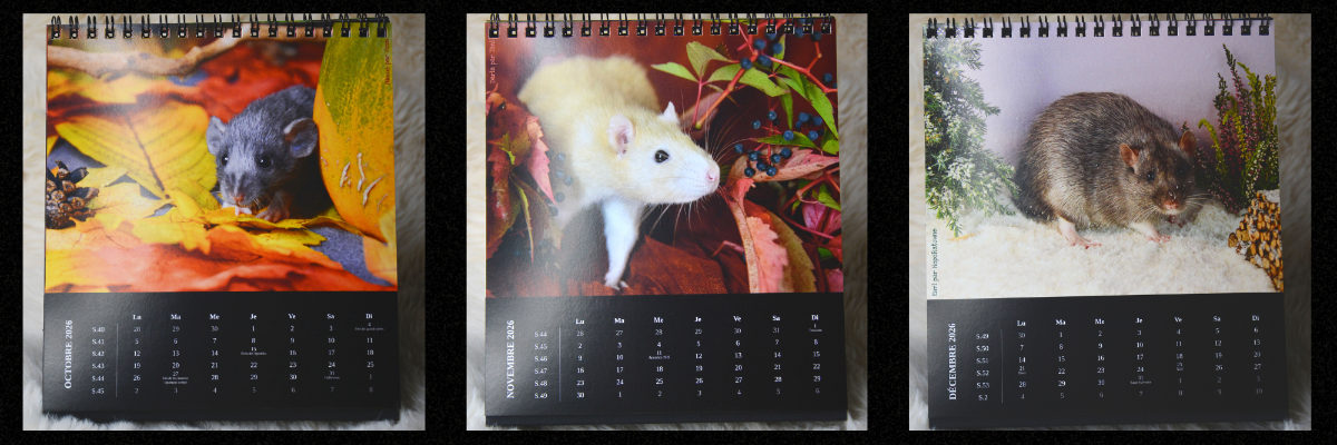 Copie de Sans titre 3.png