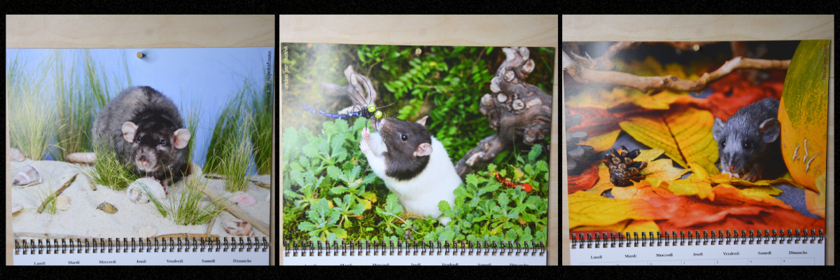 Design sans titre (1).png