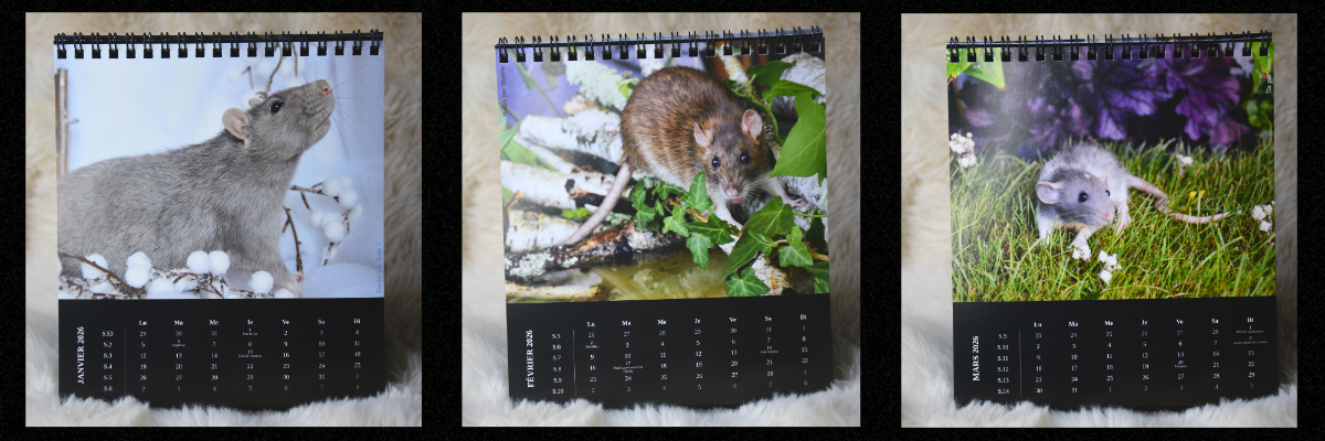 Design sans titre.png