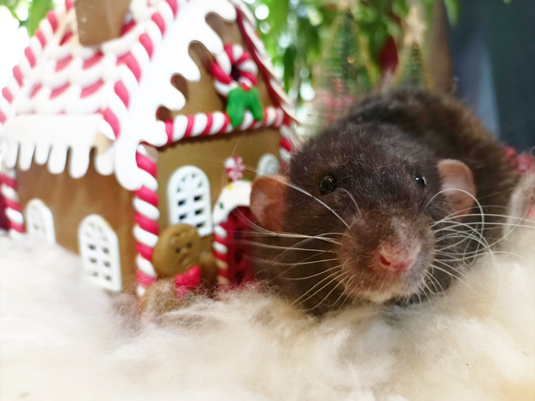 Ratmuska, le 28-12-2025.jpg