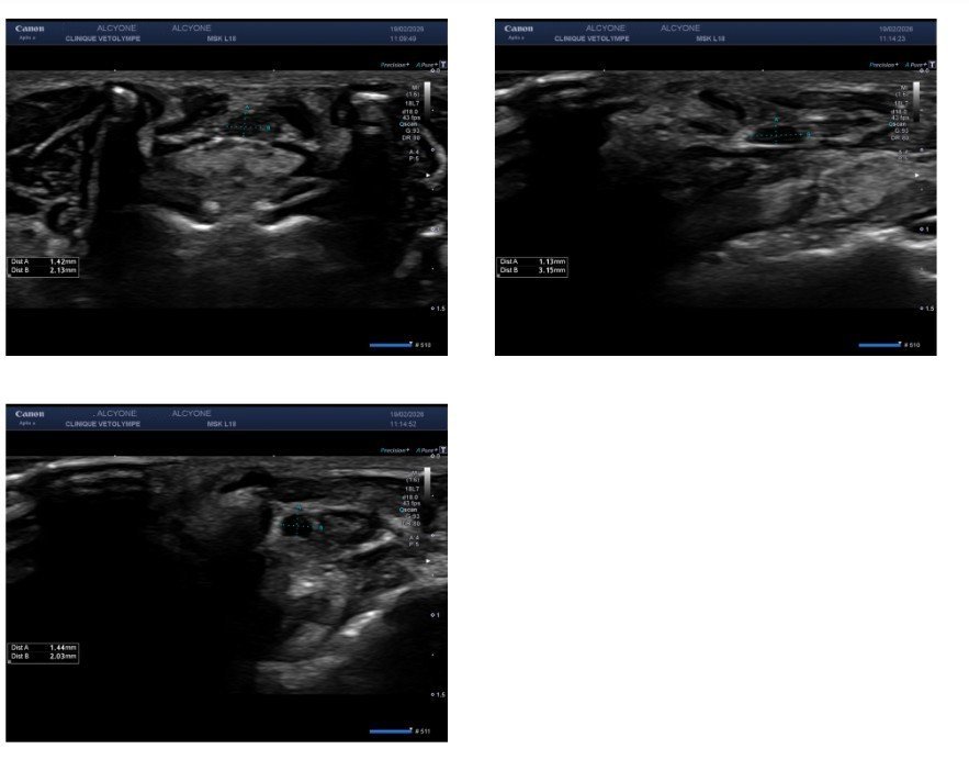 echoalcyone.jpg.e46bc67f5a29ea637ad4da6c612e3817.jpg